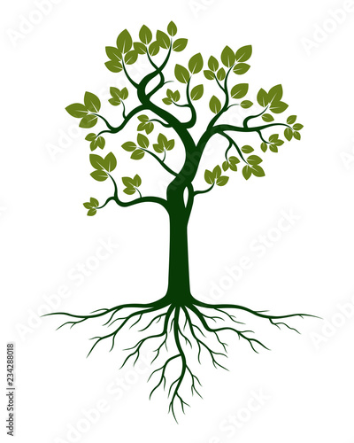 Green Tree and Roots. Vector Illustration.