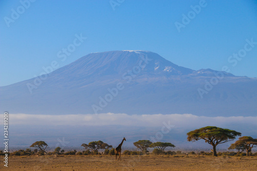 Giraffe in the Shadow of Mount Kilimanjaro, Amboseli, Kenya photo