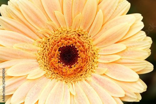 Yellow beige daisy