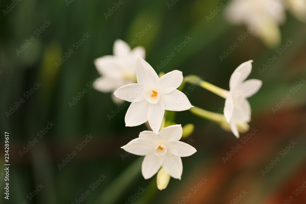 Paper white blossoms - Winter in Japan Paper white blossoms - Winter in Japan