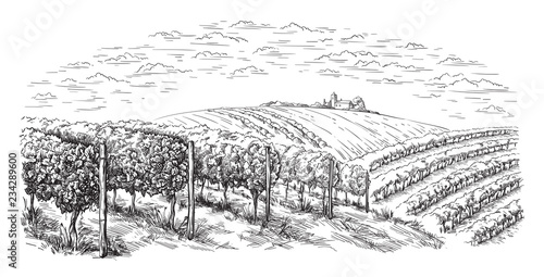 vine plantation hills, trees, clouds on the horizon vector illustration