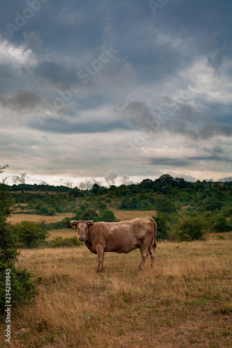 Wallpaper Mural Vache Galloway, ciel orageux, plateau de Lacamp, Aude, France Torontodigital.ca