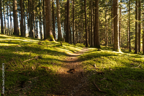 Spaziergang im lichtdurchfluteten Herbstwald