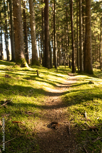 Obraz na płótnie Waldweg lichtdurchflutet w salonie