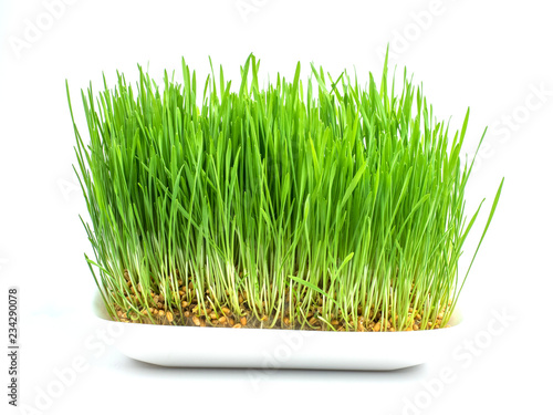 Closeup of the wheat grass in plastic pot on white background