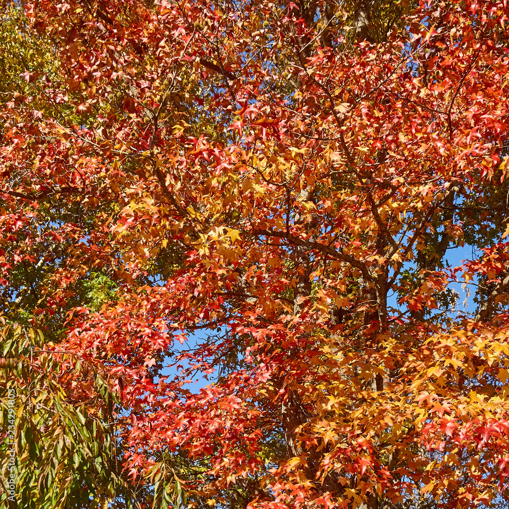 Red, orange, yellow leaves of the amber-tree liquidampara (Liquidambar styraciflua). Amber tree with colorful autumn leaves. Nature texture for design. Red, orange, yellow leaves of the amber-tree liquidampara (Liquidambar styraciflua). Amber tree with colorful autumn leaves. Nature texture for design.