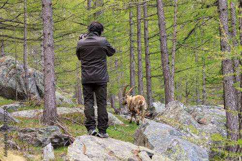 un fotografo inquadra uno stambecco nel parco nazionale del Gran Paradiso photo