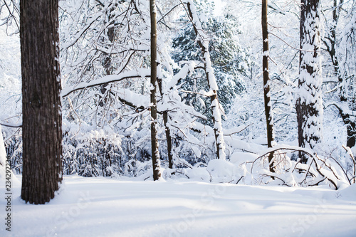 Snowy winter forest background. Cold weather scene, snow covered trees landscape.