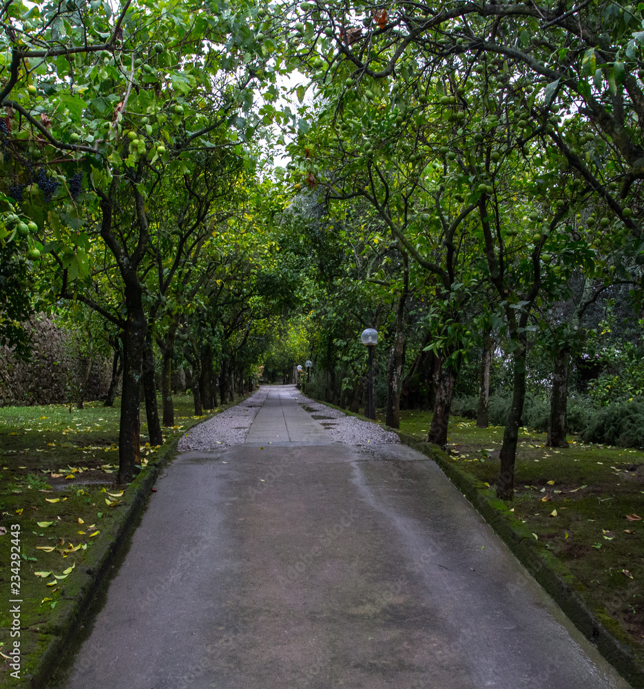 road in forest