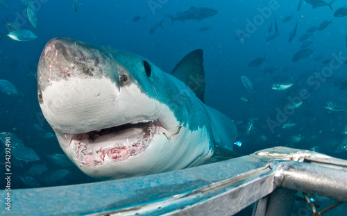 Underwater photo of a Great White Shark while cage diving in Australia
