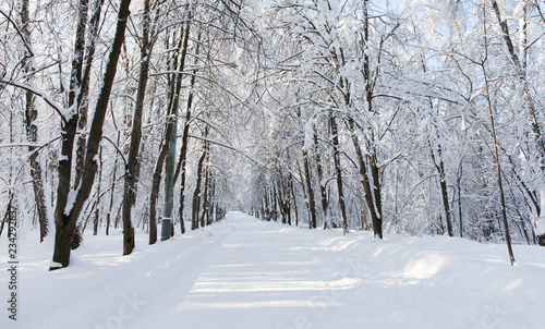 Snowfall in the park, snowy empty winter road, snow covered trees landscape. © besjunior
