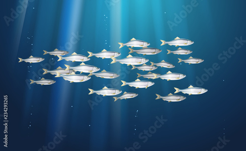 School of herring baltic fish. Marine life. Shad vector illustration optimized from to be used in background design, decoration