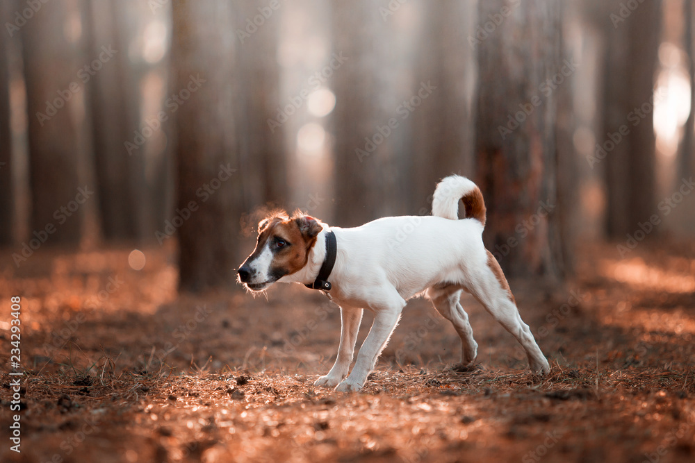 Φωτογραφία Charming dog fox terrier breed in the autumn forest