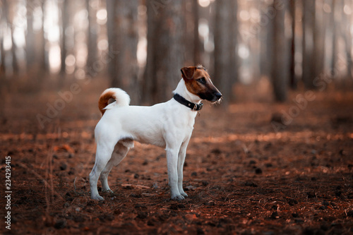Charming dog fox terrier breed in the autumn forest photo