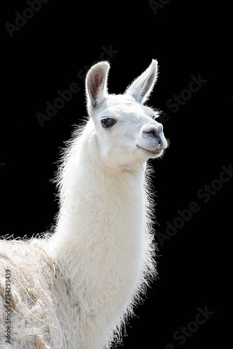 Portrait of a white llama Lama glama isolated on black background