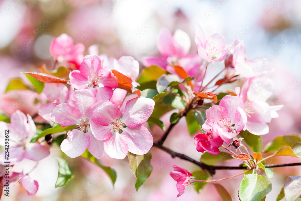 Cherry blossom spring landscape. Blossoming pink petals fruit tree branch.