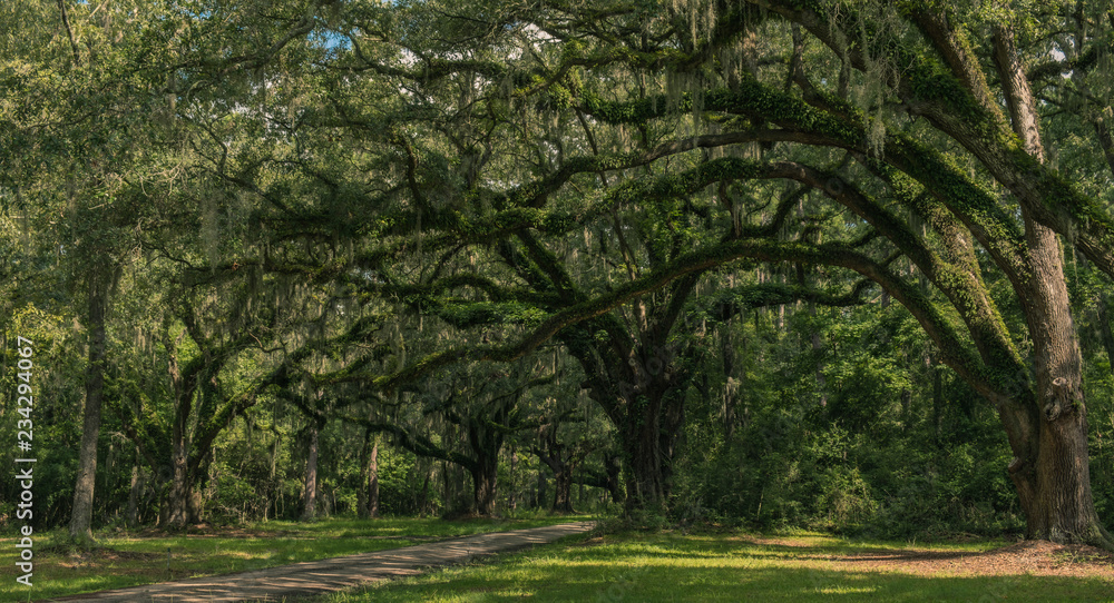 Neiuport Plantation Road, Georgia, USA - July 24, 2018: Long road lined with ancient live oak trees draped in spanish moss at historic plantation - obrazy, fototapety, plakaty 