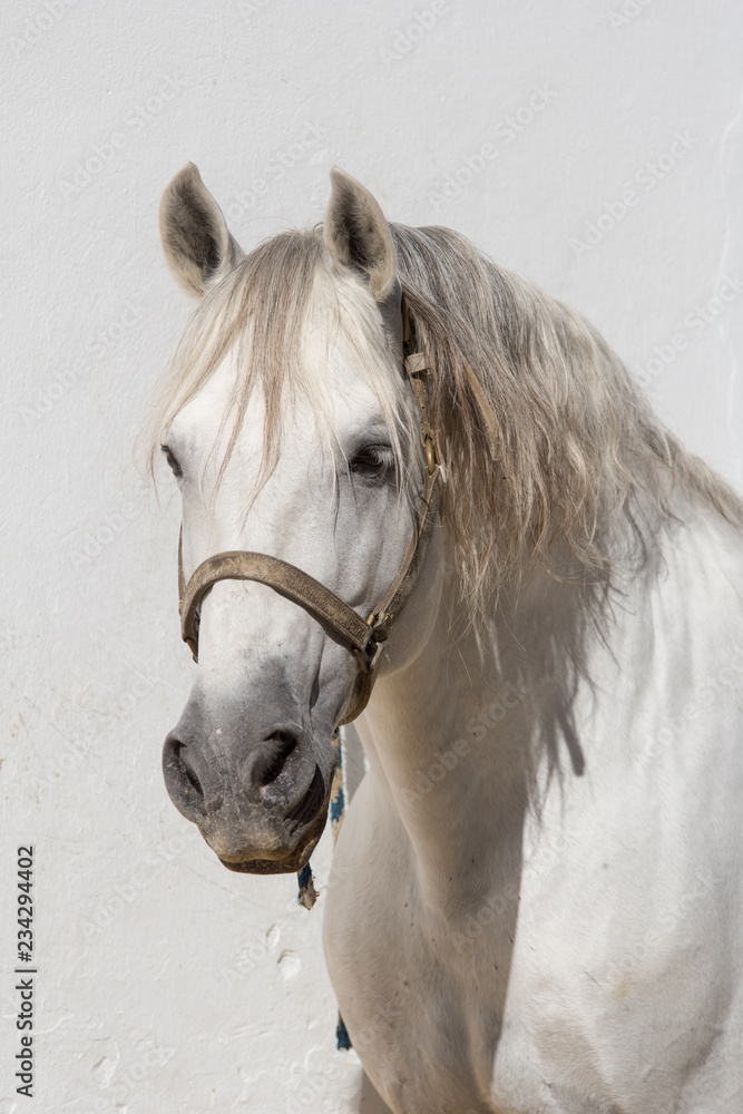 Obraz Hiszpański biały koń