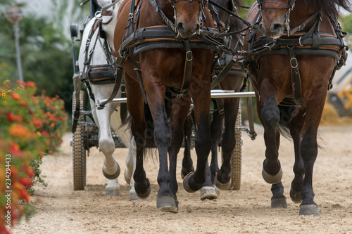 Patas de cuatro caballos españoles que tiran de un carruaje