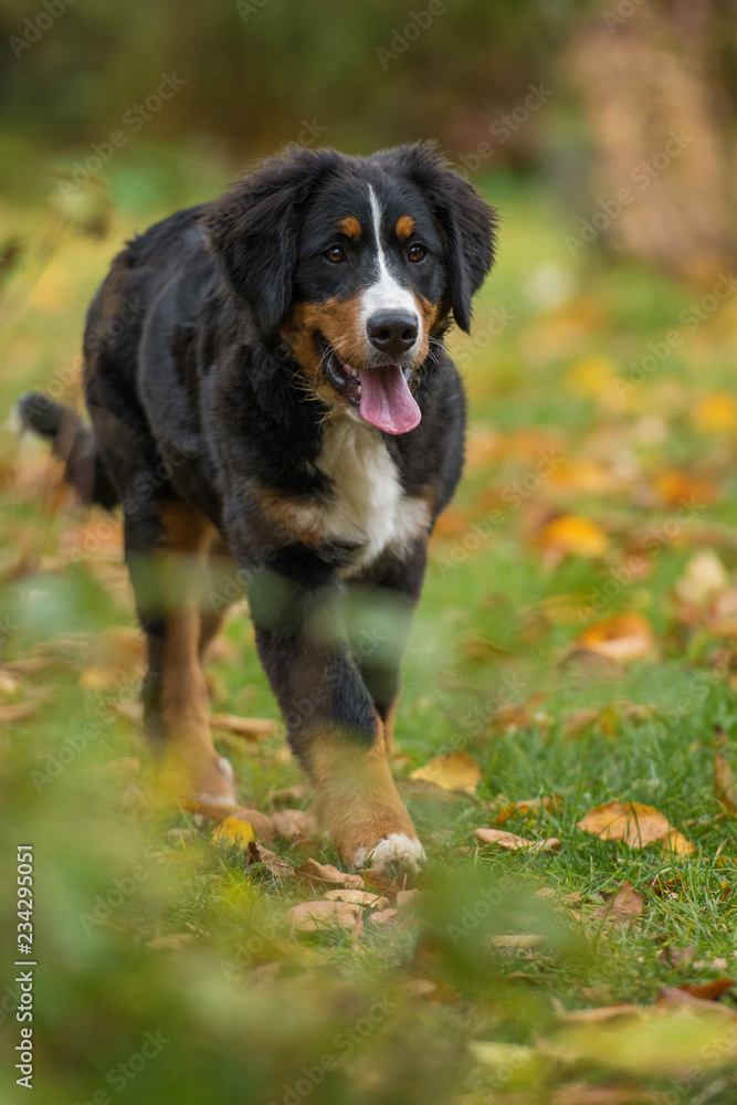 Young bernese mountain dog in autumn garden
