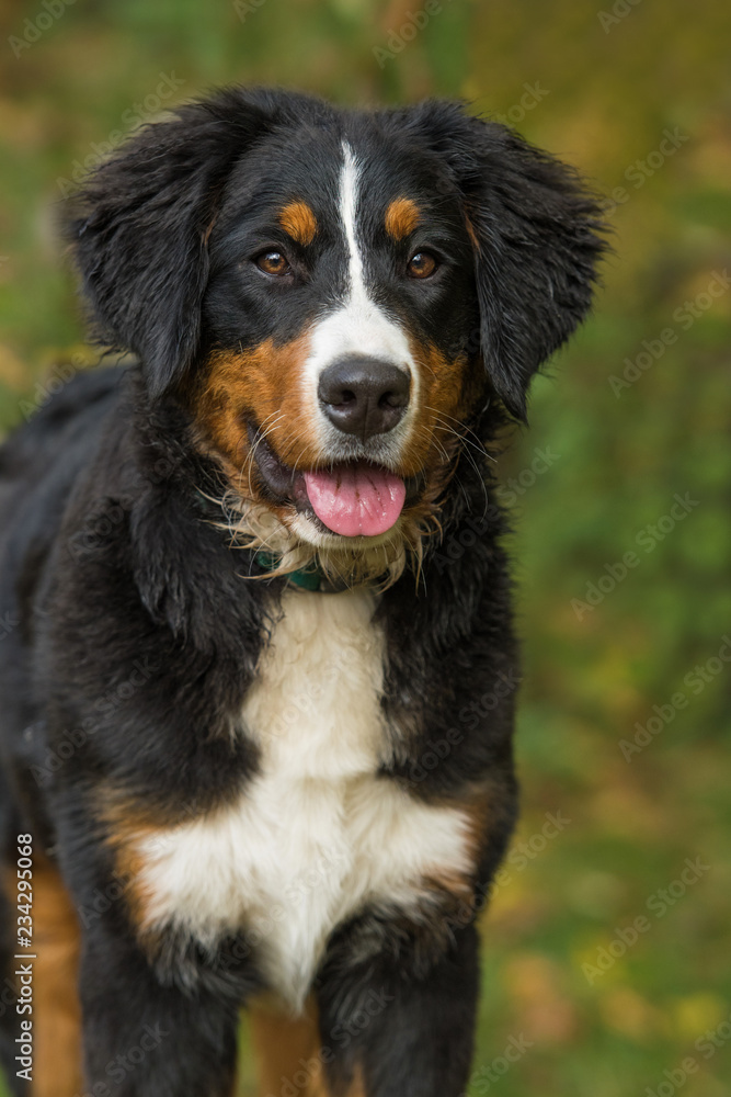 Young bernese mountain dog in autumn garden