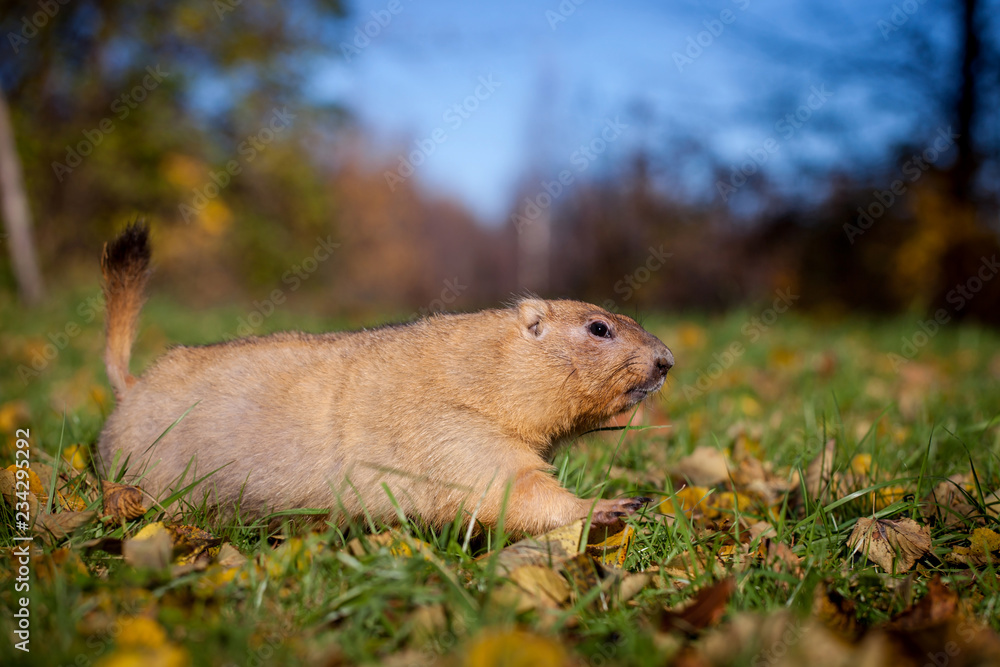Fototapeta premium The bobak or steppe marmot in autumn park