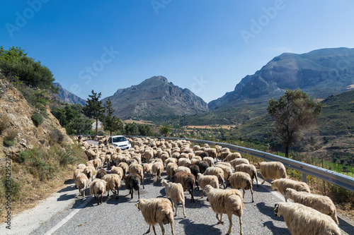 Car on a mountain road surrounded by a herd of sheep.  Crete, Greece