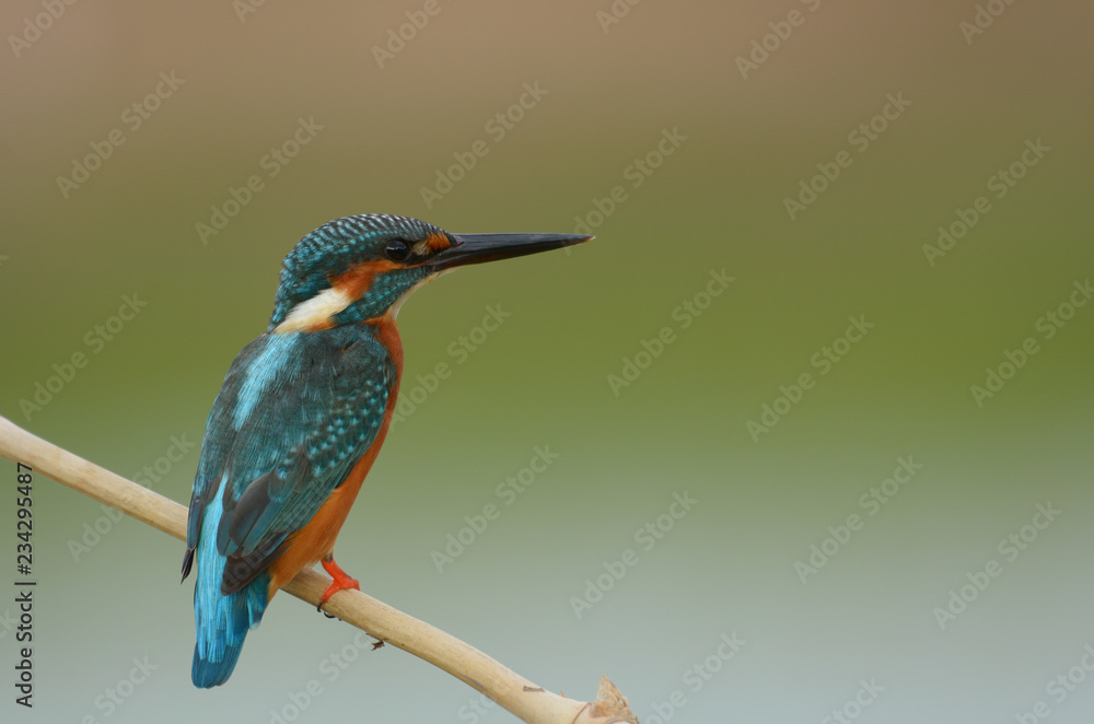 Fototapeta premium Common kingfisher, a little kingfisher bird