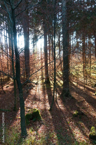 DIe Herbstsonne durchleuchtet ein letztes Mal den oberbayrischen Wald photo