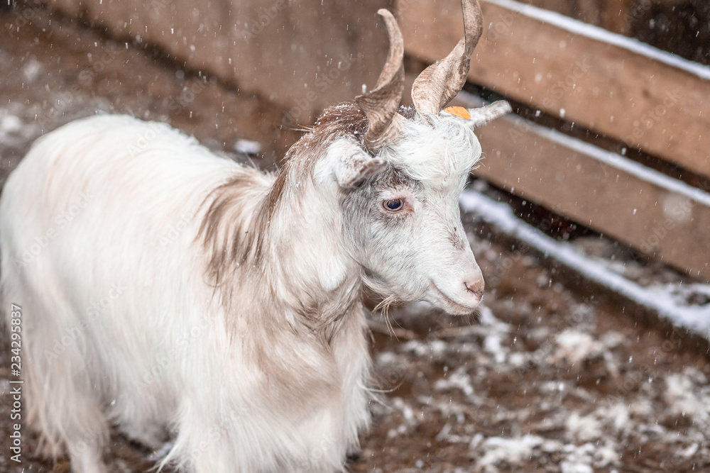 Obraz premium White goats and snow
