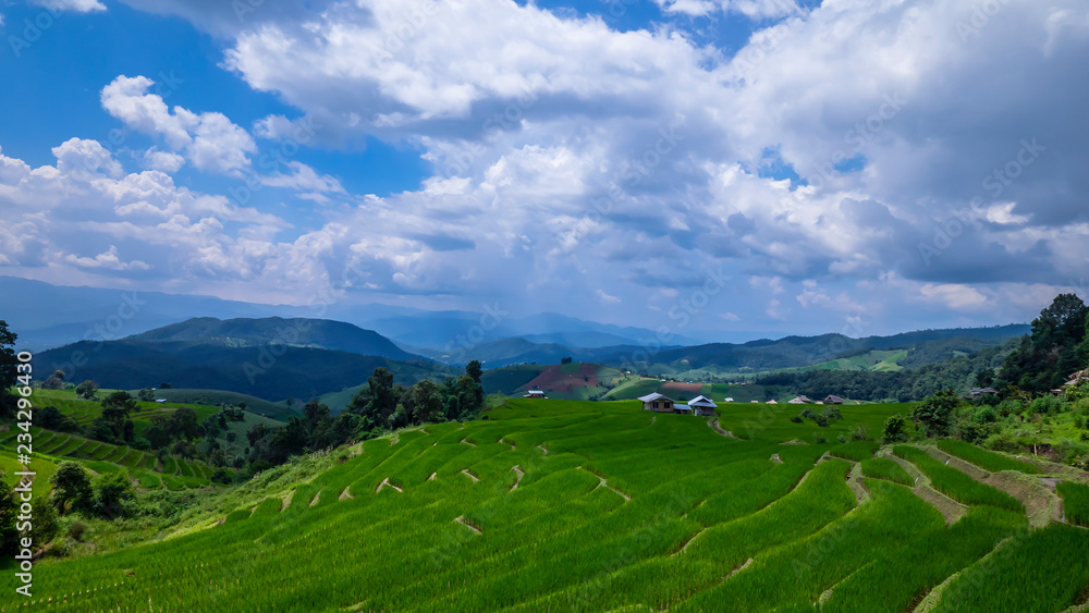 Beautiful landscape of white cloud and blue sky over the green paddy field / rice field fram in the afternoon at countryside in Chiangmai, Thailand