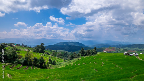 Fototapeta Naklejka Na Ścianę i Meble -  Beautiful landscape of white cloud and blue sky over the green paddy field / rice field fram in the afternoon at countryside in Chiangmai, Thailand