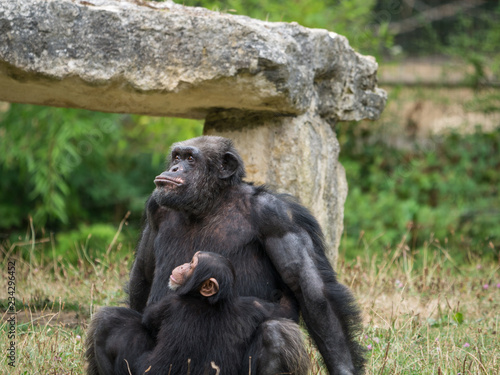 Chimpanzé photo