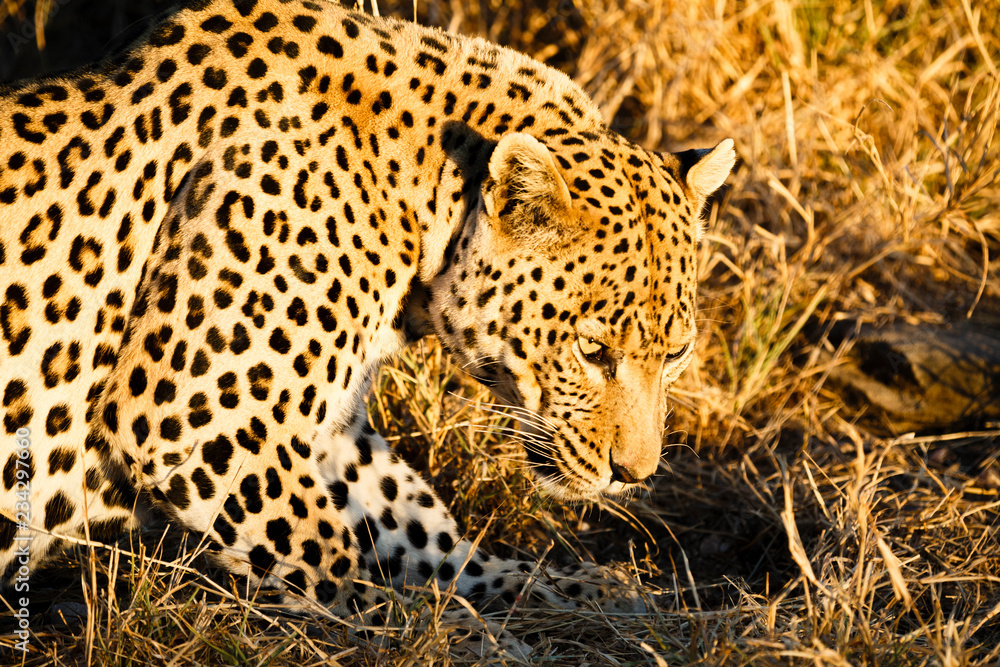 Fototapeta premium Leopard (Panthera pardus), liegt im hohen Gras