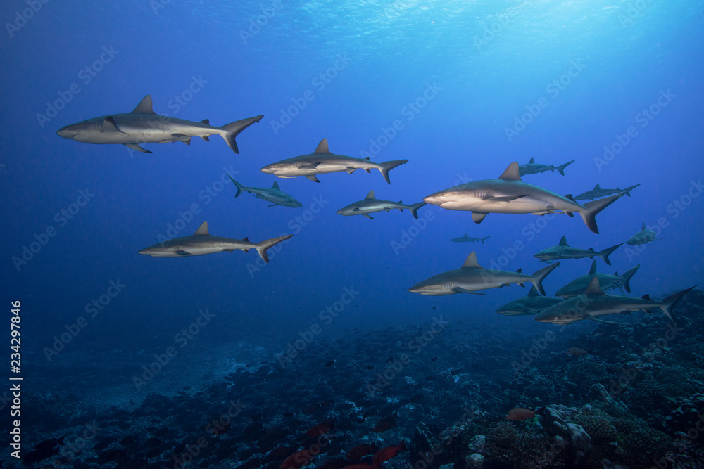 Fototapeta premium Underwater photo of a school of sharks swimming at dusk