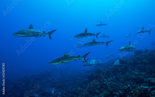 Sharks congregate © The Ocean Agency