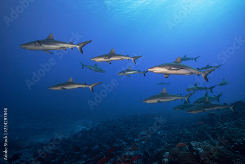 Underwater photo of a school of sharks swimming at dusk