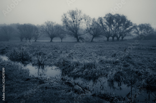 Landscape with river and willows in foggy morning somewhere in Masovia, Poland © Artur Bociarski