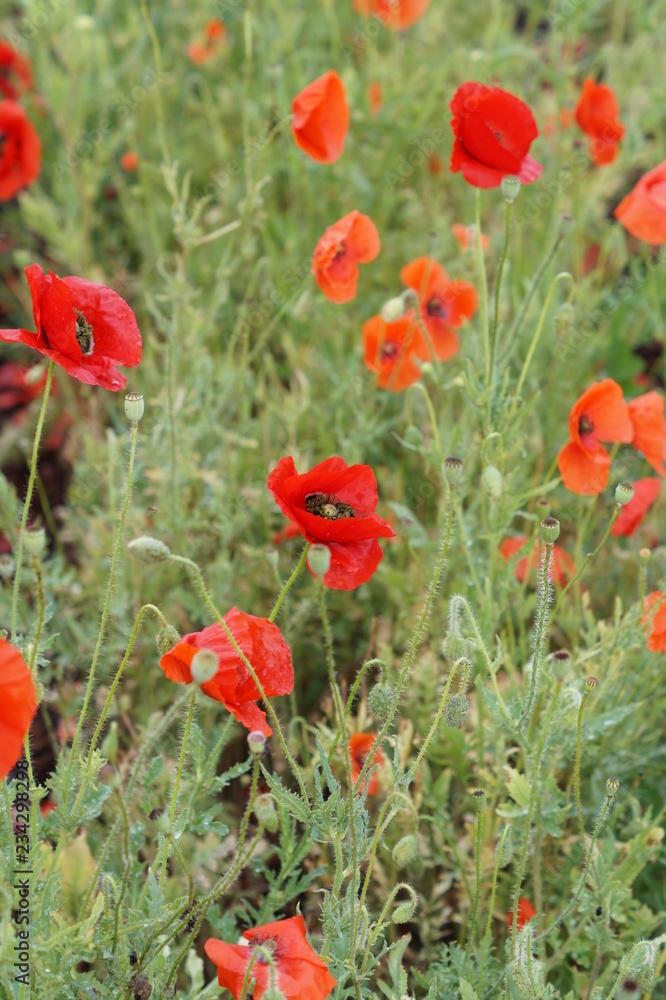 Obraz premium Wild poppy