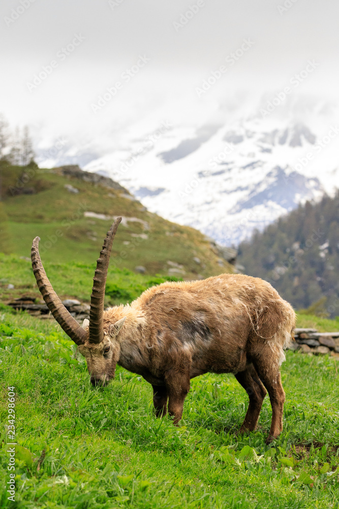 stambecco nel parco nazionale del Gran Paradiso stambecco nel parco nazionale del Gran Paradiso