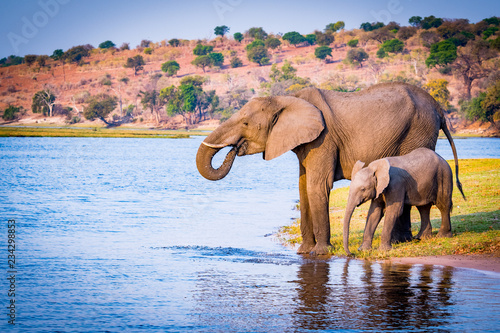 Elephants in Botswana