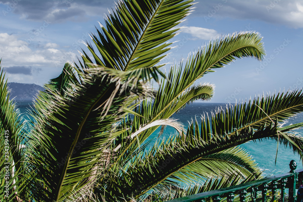 The leaves of palm tree against the sea view. Nerja. Spain The leaves of palm tree against the sea view. Nerja. Spain