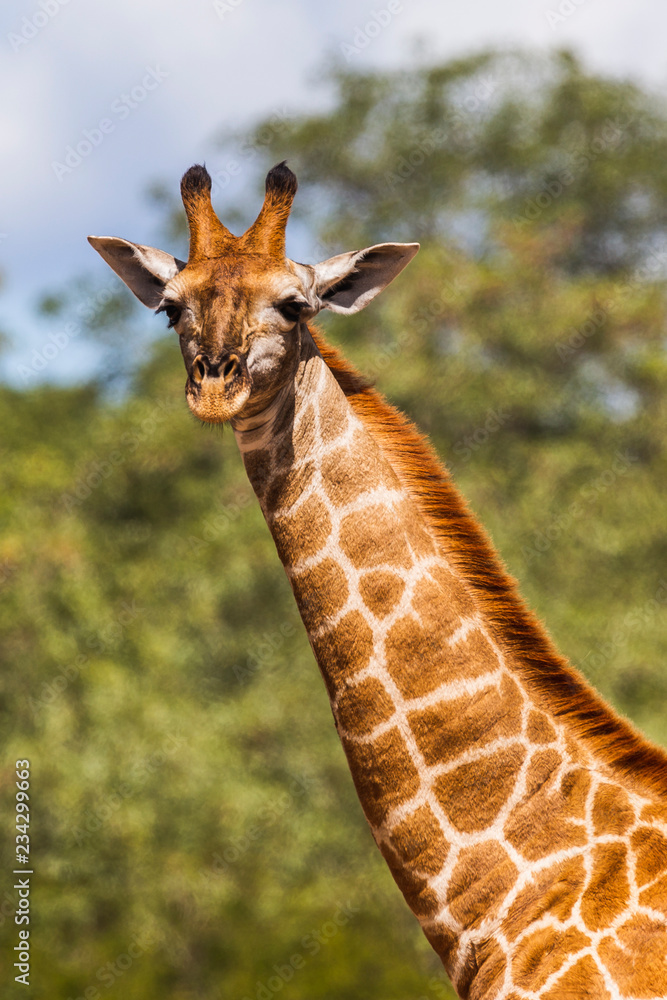 Fototapeta premium Giraffe, Kruger-Nationalpark