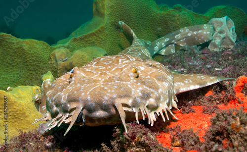 Wobbegong shark on coral photo