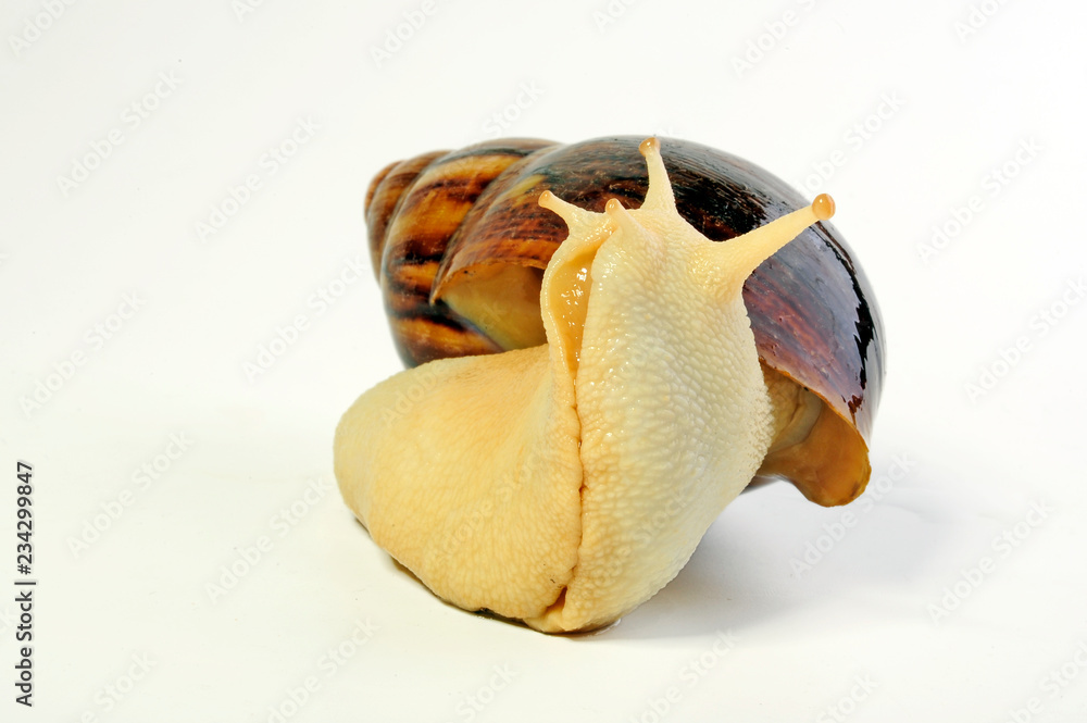 Afrikanische Riesenschnecke (Archachatina marginata var. suturalis