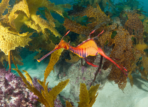 Leafy seadragon in kelp in Australia