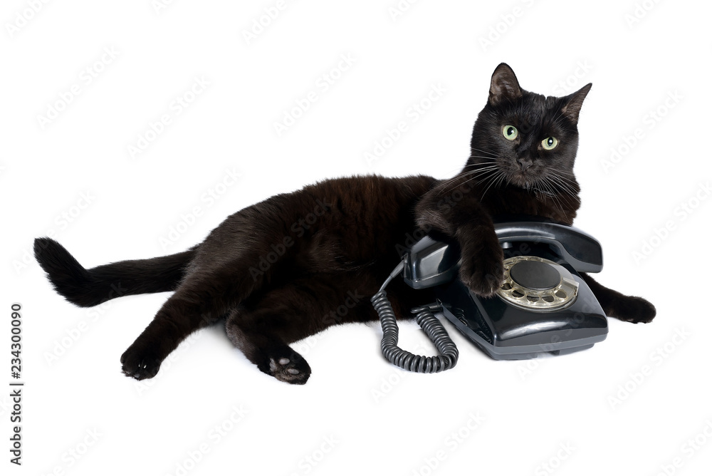 Obraz premium Czarny kot i retro czarny telefon na białym