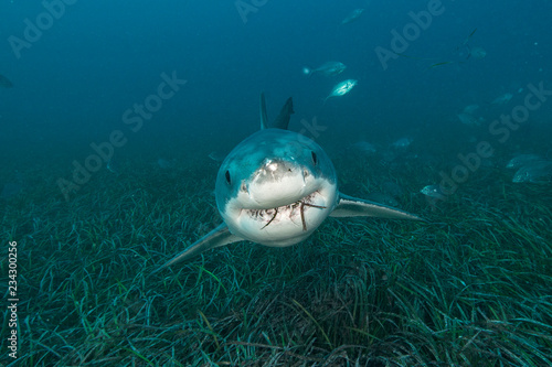 Great white shark over seagrass bed photo