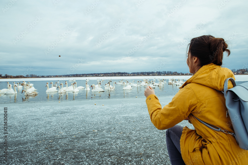 woman feed swans on winter lake woman feed swans on winter lake