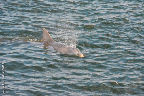 Bottlenose dolphin swimming near St. Petersburg, Florida.